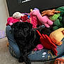 Ozzy joined the competition — help win amazing prizes! dog, pug, black_dog, stuffed_toys, dog_bed, plush_toys, carpet, indoor, pet, animal, toy_flame, toy_crab, toy_duck, fireplace, home_interior, cozy, resting, cute, small_dog, pet_bed