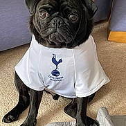 Ozzy joined the competition — help win amazing prizes! dog, pug, black_dog, pet, indoor, carpet, clothing, jersey, tottenham_hotspur, sitting, looking_up, paw, cute, animal, portrait, pet_clothing, furry, domestic_animal, funny, expression