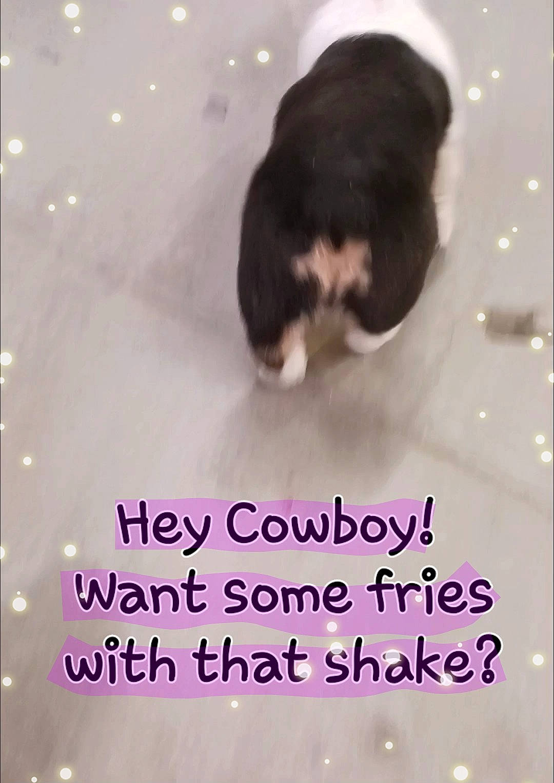 Cowboy joined the competition — help win amazing prizes! beauty, carnivore, cat, companion_dog, dog_breed, felidae, font, fur, happy, organism, paw, photo_caption, rectangle, small_to_medium_sized_cats, smile, snout, square, tail, terrestrial_animal, whiskers