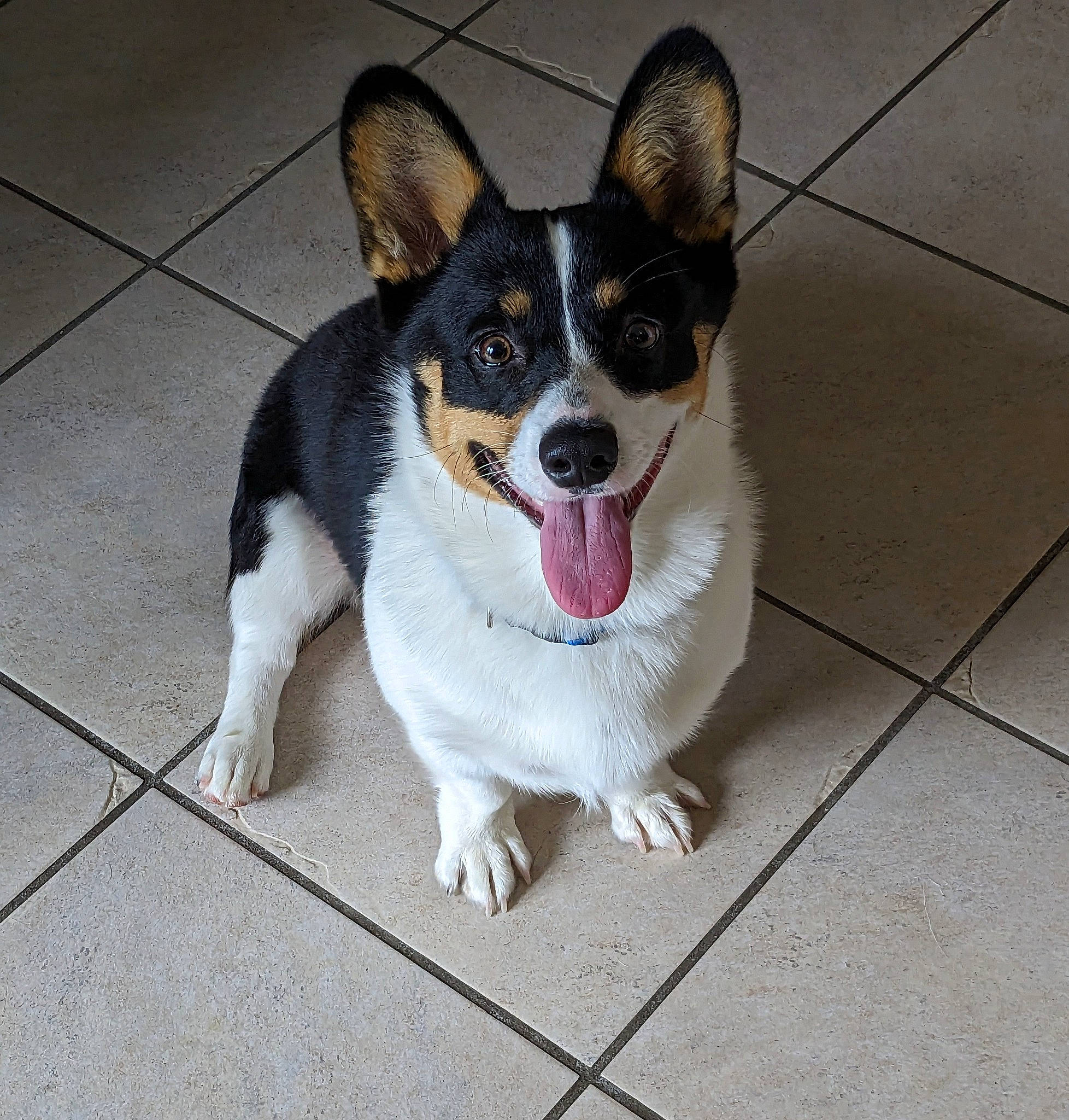 Cowboy joined the competition — help win amazing prizes! art, canidae, carnivore, collar, companion_dog, dog, dog_breed, dog_supply, door, flooring, foot, paw, road_surface, snout, sporting_group, tail, terrestrial_animal, tile_flooring, whiskers, working_dog