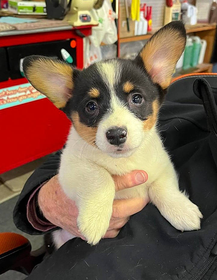 Cowboy is registered to the contest to win money with this photo: art, bookcase, carnivore, chair, companion_dog, dog, dog_breed, fur, furniture, shelf, snout, table, working_animal, working_dog