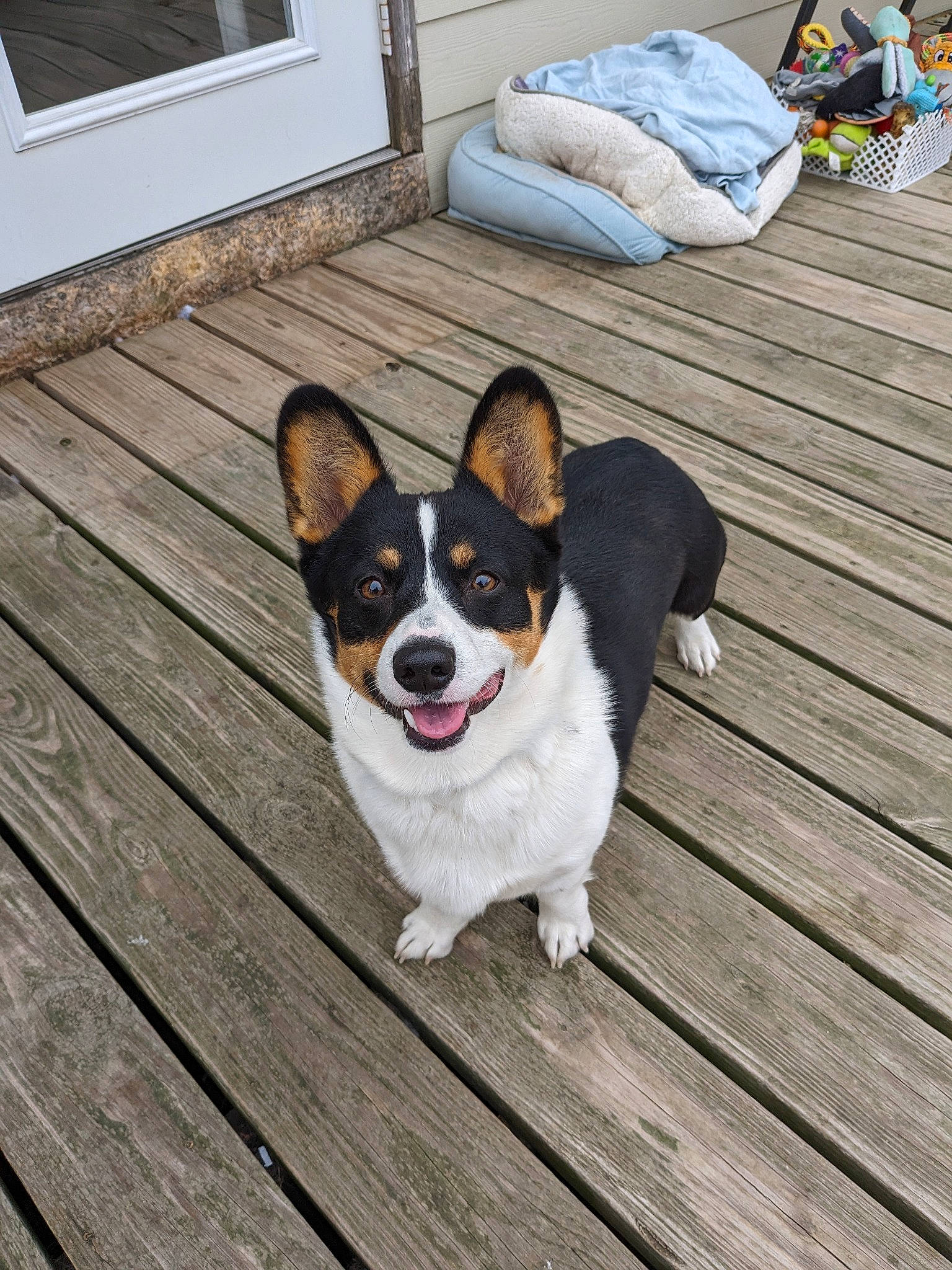 Cowboy is registered to the contest to win money with this photo: carnivore, companion_dog, dog, dog_breed, door, fawn, floor, flooring, hardwood, plank, sporting_group, tail, terrestrial_animal, whiskers, window, wood, wood_flooring, wood_stain, working_animal, working_dog