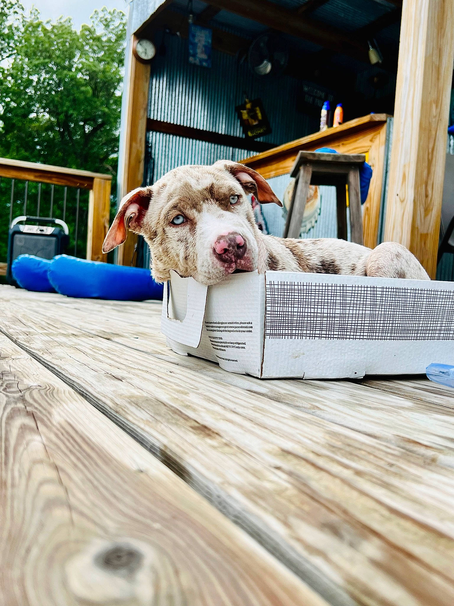 Merle joined the competition — help win amazing prizes! basket, carnivore, chair, companion_dog, deck, dog, dog_breed, event, fawn, flooring, grass, hardwood, house, leisure, morning, outdoor_furniture, sky, sporting_group, tree, wood