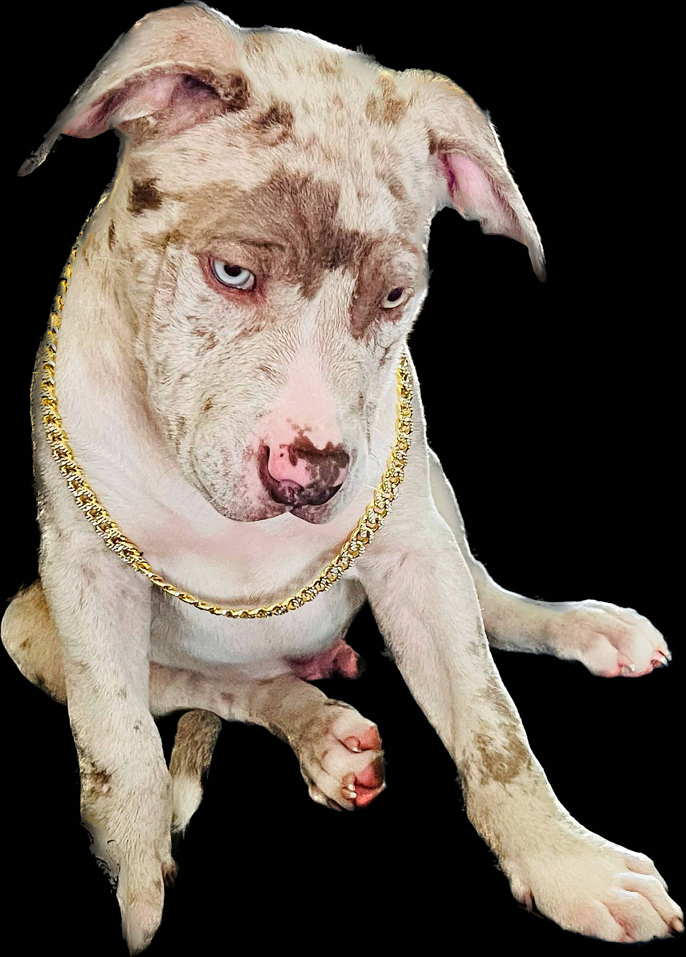 Merle joined the competition — help win amazing prizes! canidae, carnivore, collar, companion_dog, dishware, dog, dog_breed, dog_collar, dog_supply, drinkware, fawn, illustration, non_sporting_group, pet_supply, serveware, snout, sporting_group, tableware, terrestrial_animal, working_animal