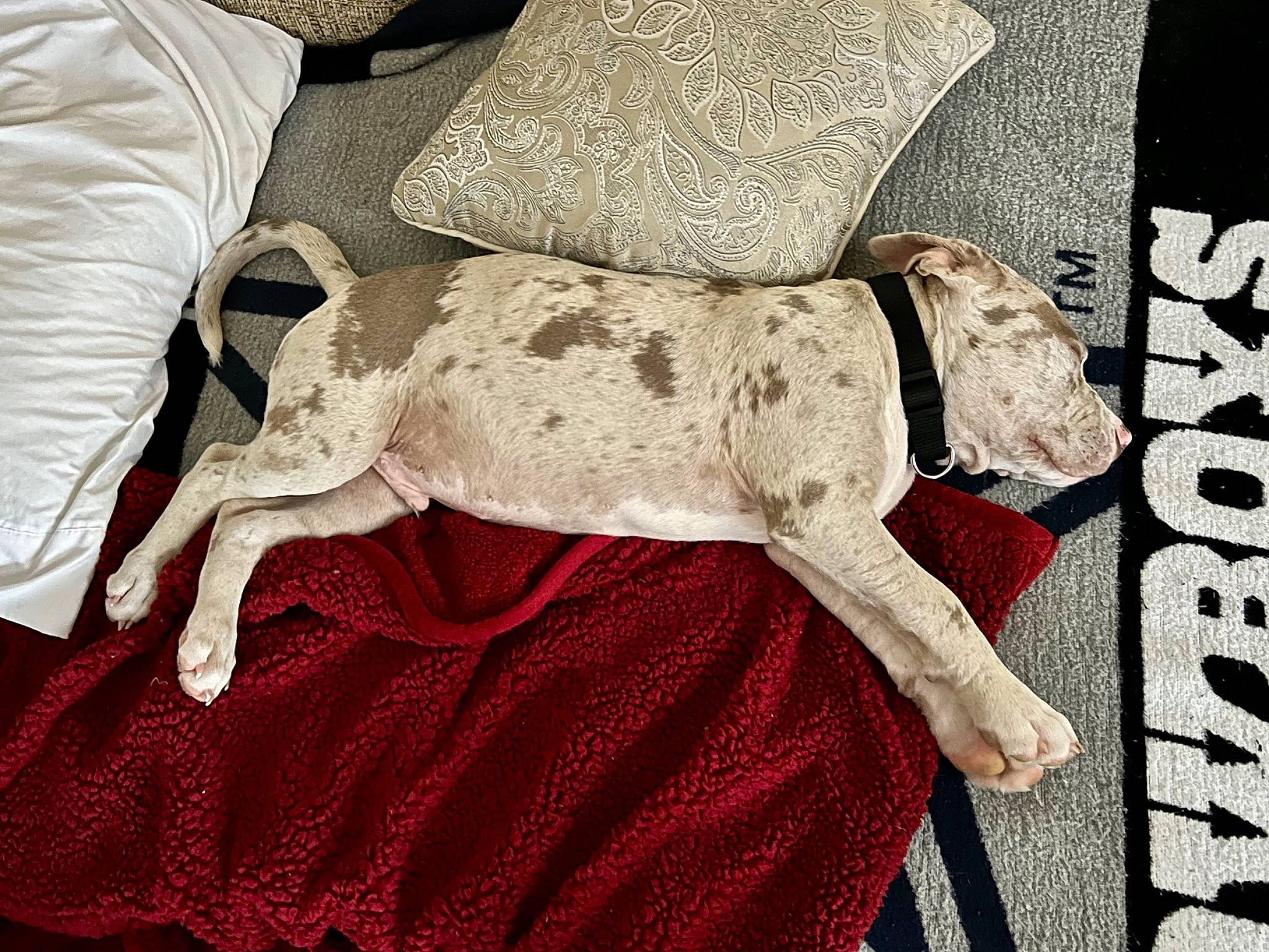 Merle joined the competition — help win amazing prizes! art, canidae, carnivore, collar, comfort, companion_dog, couch, dog, dog_breed, dog_collar, dog_supply, fawn, grey, linens, pattern, pet_supply, sleeve, sporting_group, textile, working_animal