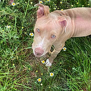 Vaiana a rejoint le concours — aidez-le/la à gagner de superbes lots ! dog, grass, flowers, daisies, outdoor, nature, greenery, canine, pet, animal, field, flora, summer, cute, eyes, fur, plant, leaf, wildflowers, sunlight