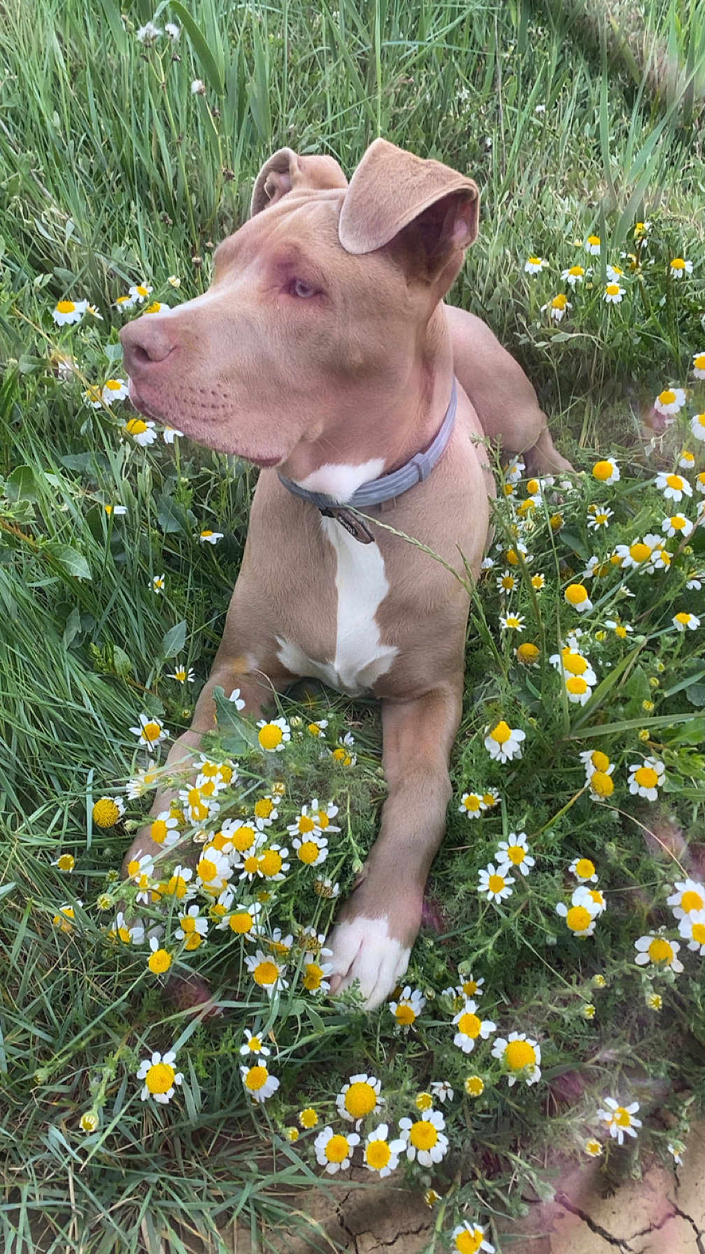 Vaiana a rejoint le concours — aidez-le/la à gagner de superbes lots ! dog, animal, outdoor, grass, flower, daisy, nature, pet, canine, collar, relaxed, greenery, summer, field, flora, mammal, peaceful, laying_down, closeup, brown_dog