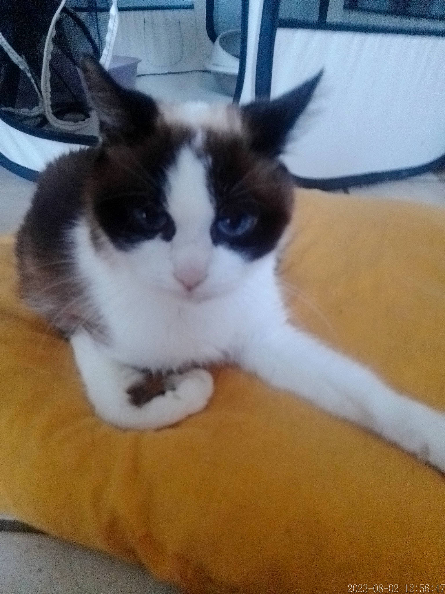 Anna participe au concours pour gagner de l'argent avec cette photo : bicycle, bicycle_wheel, carnivore, cat, comfort, domestic_short_haired_cat, eye, felidae, fur, lap, leg, paw, small_to_medium_sized_cats, snout, tail, tire, vehicle, wheel, whiskers, window