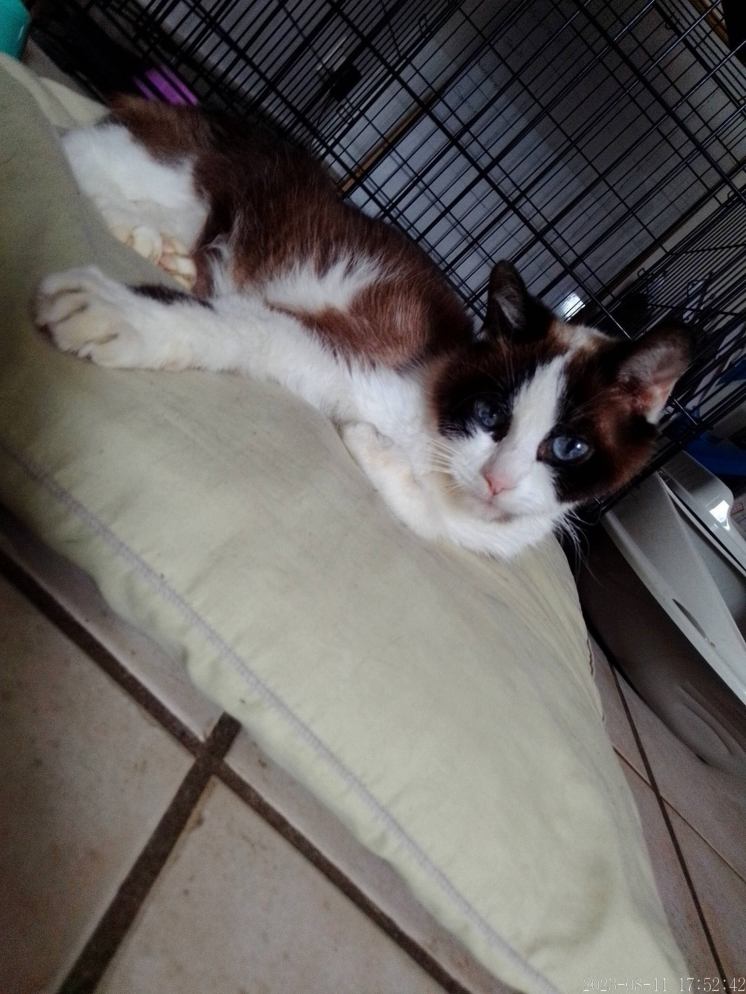 Anna participe au concours pour gagner de l'argent avec cette photo : box, carnivore, cat, comfort, domestic_short_haired_cat, felidae, formal_wear, fur, hardwood, metal, nap, paw, plant, small_to_medium_sized_cats, snout, tail, whiskers, wood