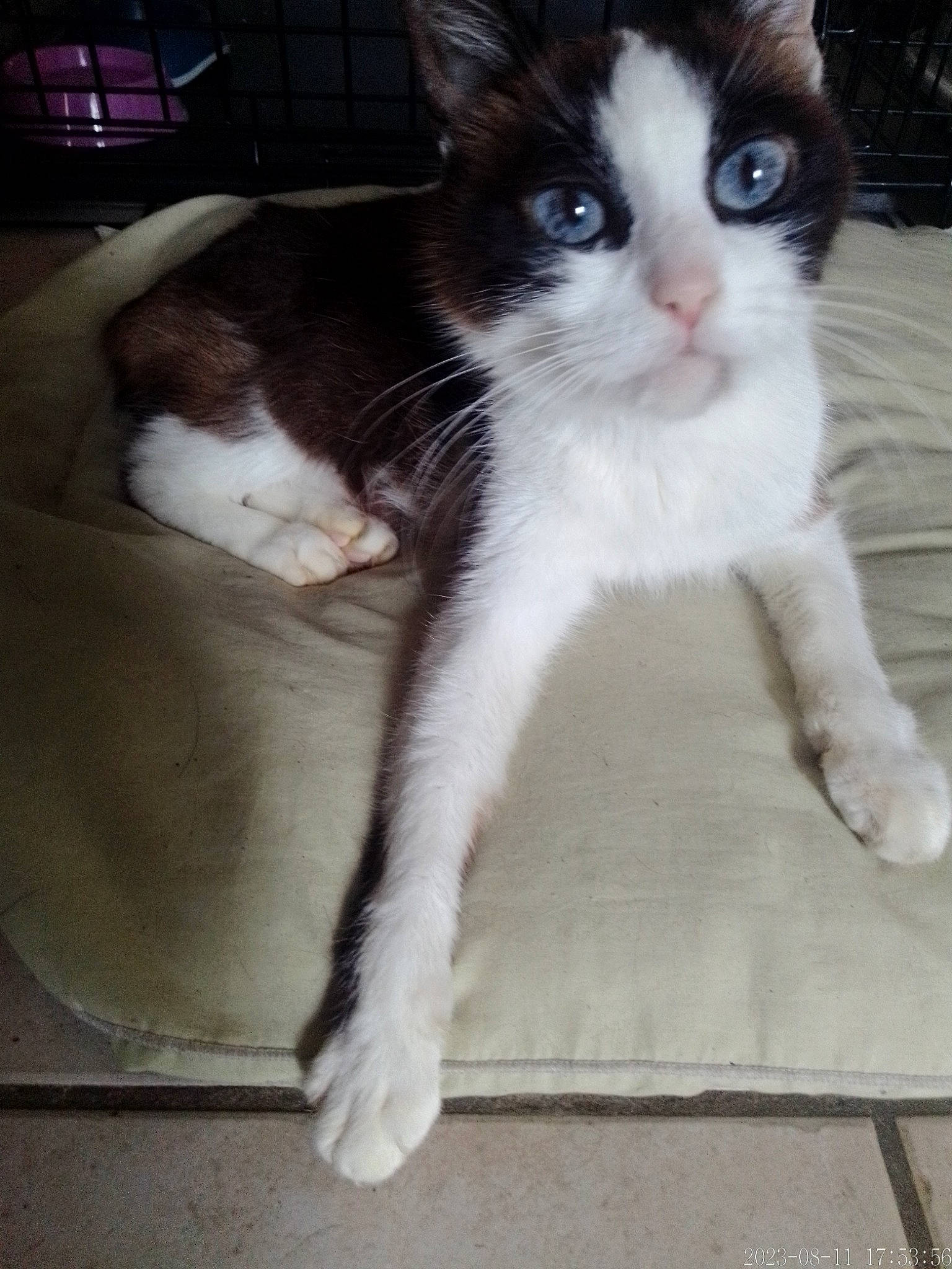 Anna participe au concours pour gagner de l'argent avec cette photo : carnivore, cat, claw, domestic_short_haired_cat, felidae, flooring, foot, fur, hardwood, human_leg, lap, paw, sitting, small_to_medium_sized_cats, snout, tail, whiskers