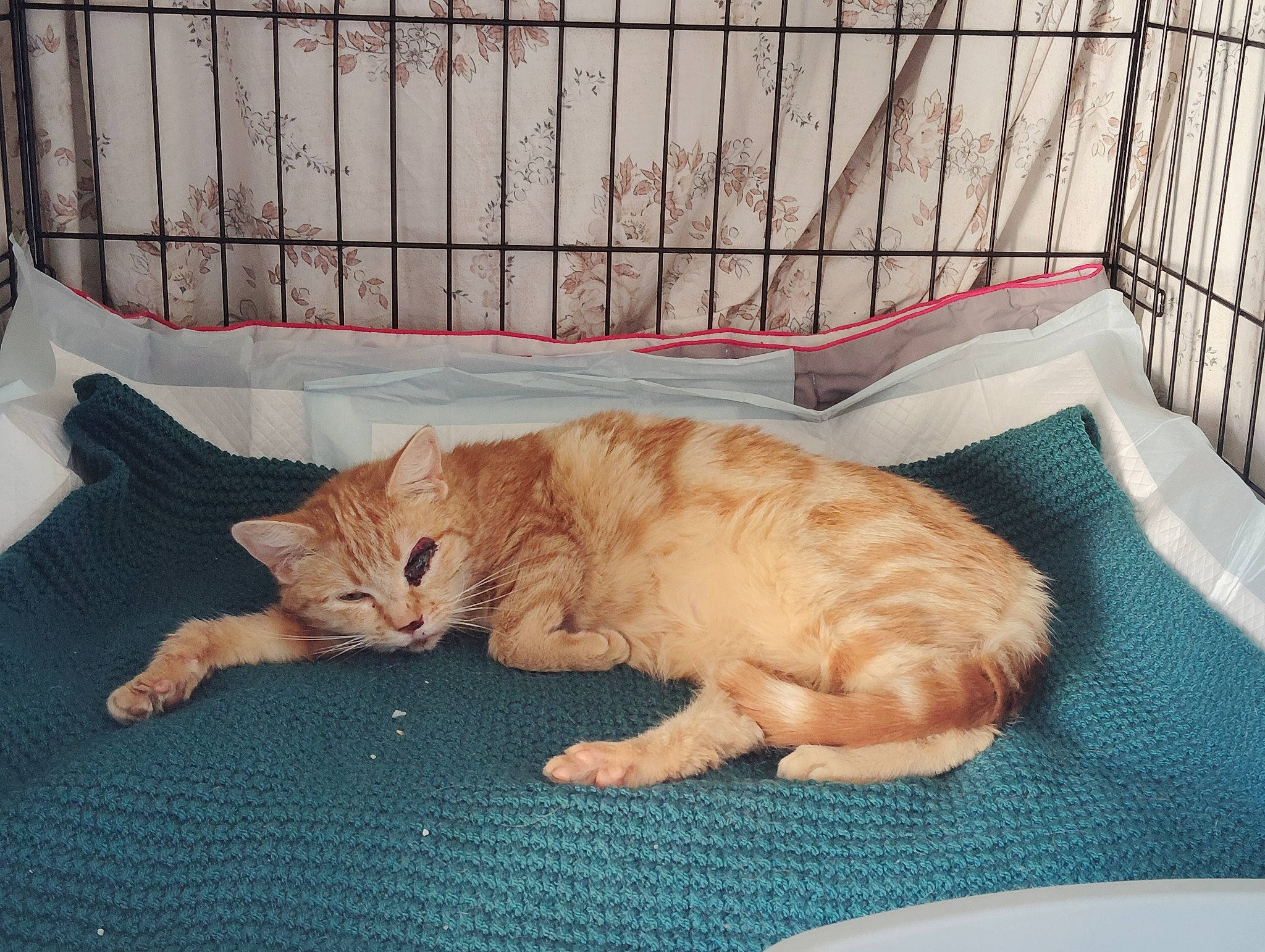 Grâce a rejoint le concours — aidez-le/la à gagner de superbes lots ! animal_shelter, carnivore, cat, cat_supply, comfort, domestic_short_haired_cat, fawn, felidae, flooring, fur, linens, mammal, paw, pet_supply, small_to_medium_sized_cats, snout, tail, vertebrate, whiskers, wood