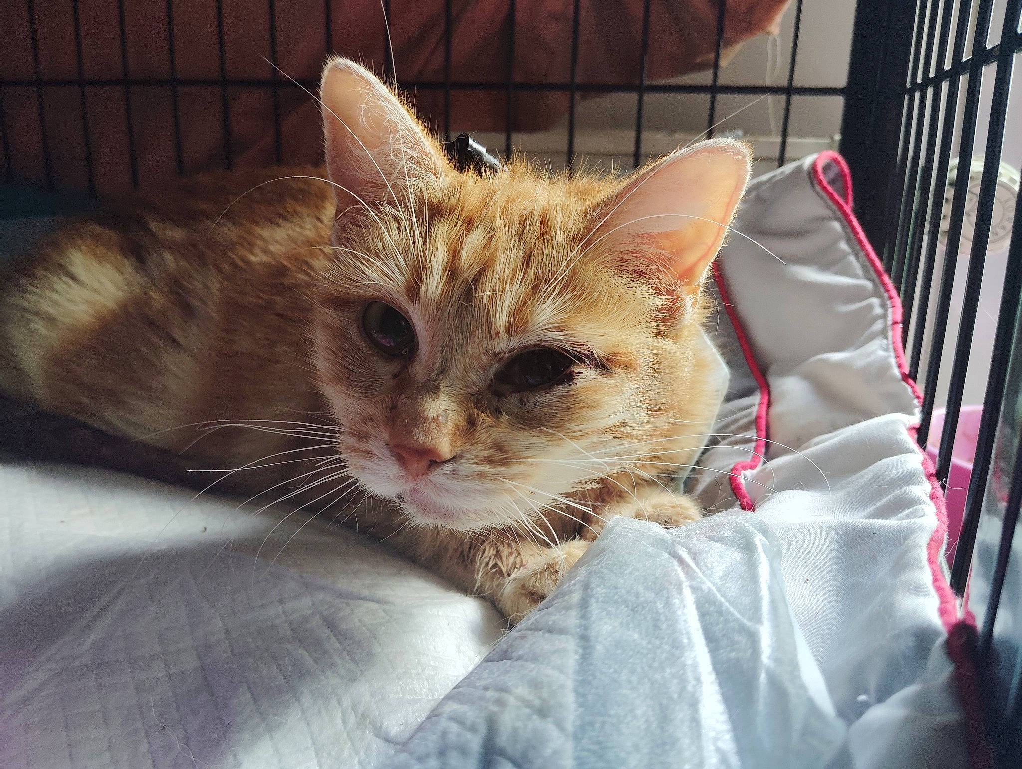 Grâce a rejoint le concours — aidez-le/la à gagner de superbes lots ! animal_shelter, cage, carnivore, cat, cat_supply, claw, comfort, domestic_short_haired_cat, fawn, felidae, fur, paw, pet_supply, small_to_medium_sized_cats, whiskers