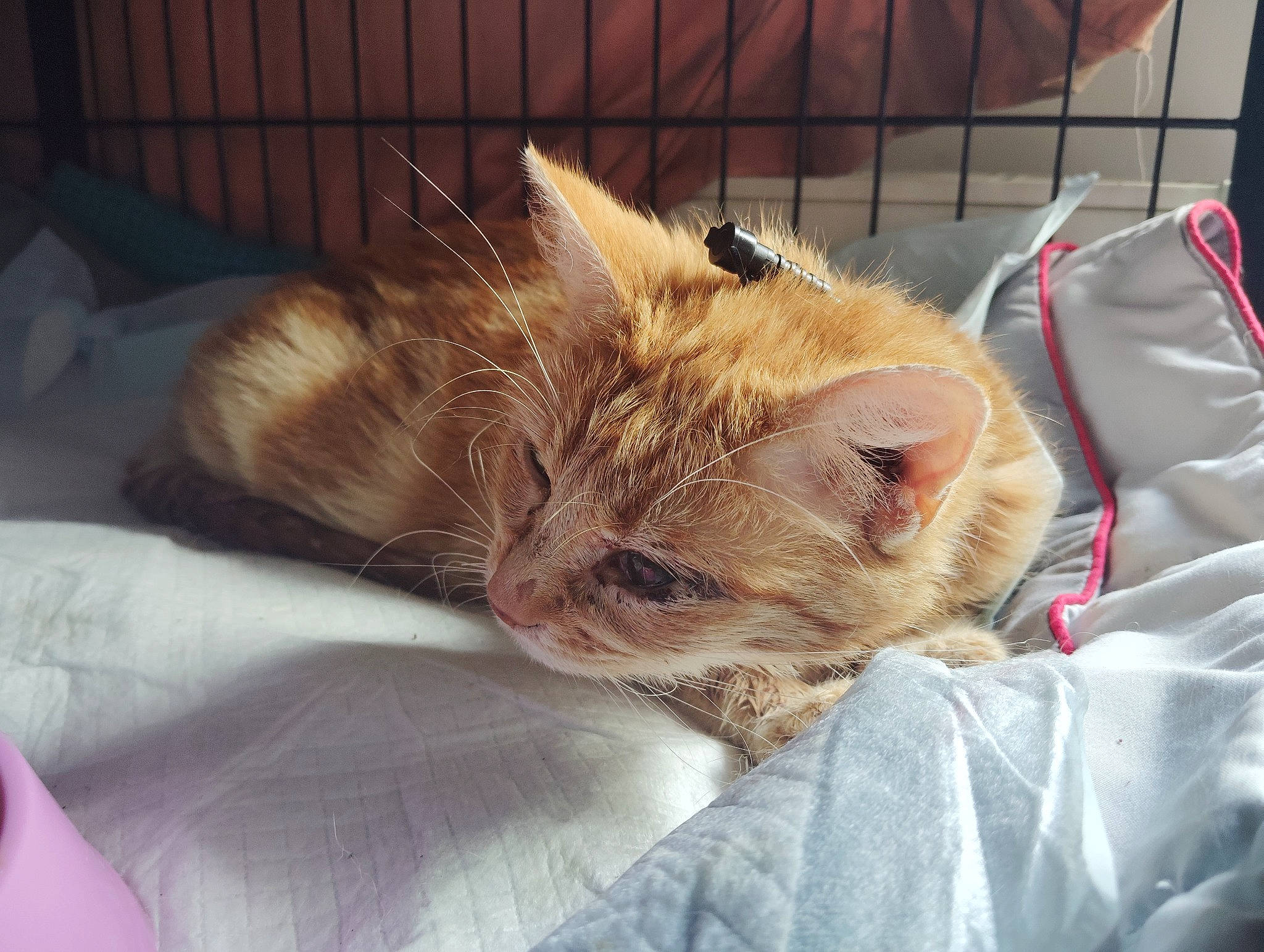 Grâce a rejoint le concours — aidez-le/la à gagner de superbes lots ! canidae, carnivore, cat, claw, comfort, domestic_short_haired_cat, fawn, felidae, fur, linens, nap, paw, small_to_medium_sized_cats, snout, tail, terrestrial_animal, whiskers