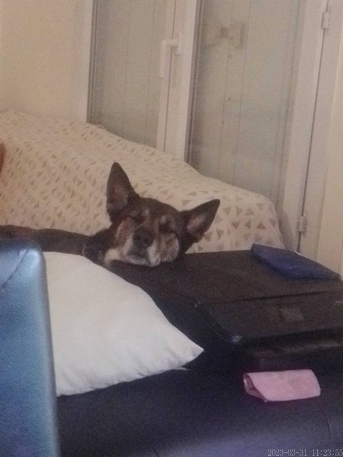 Sisko participe au concours pour gagner de l'argent avec cette photo : canidae, carnivore, comfort, companion_dog, couch, dog, dog_breed, door, fawn, felidae, floor, flooring, fur, hardwood, small_to_medium_sized_cats, snout, sporting_group, tail, whiskers, wood