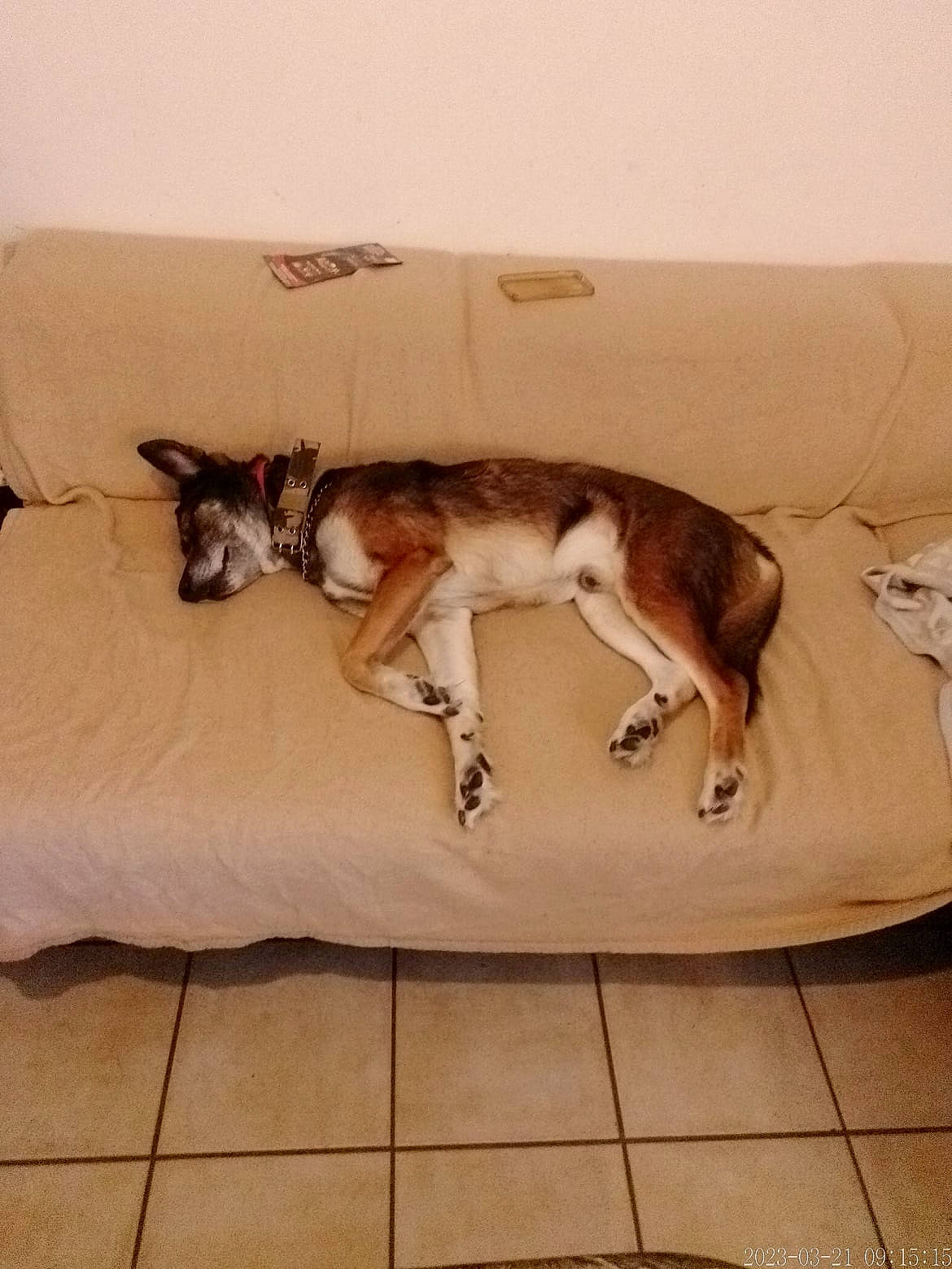 Sisko a rejoint le concours — aidez-le/la à gagner de superbes lots ! comfort, companion_dog, dog, dog_breed, fawn, felidae, floor, flooring, fur, hardwood, linens, liver, paw, sighthound, small_to_medium_sized_cats, tail, terrestrial_animal, whiskers, wood, working_animal