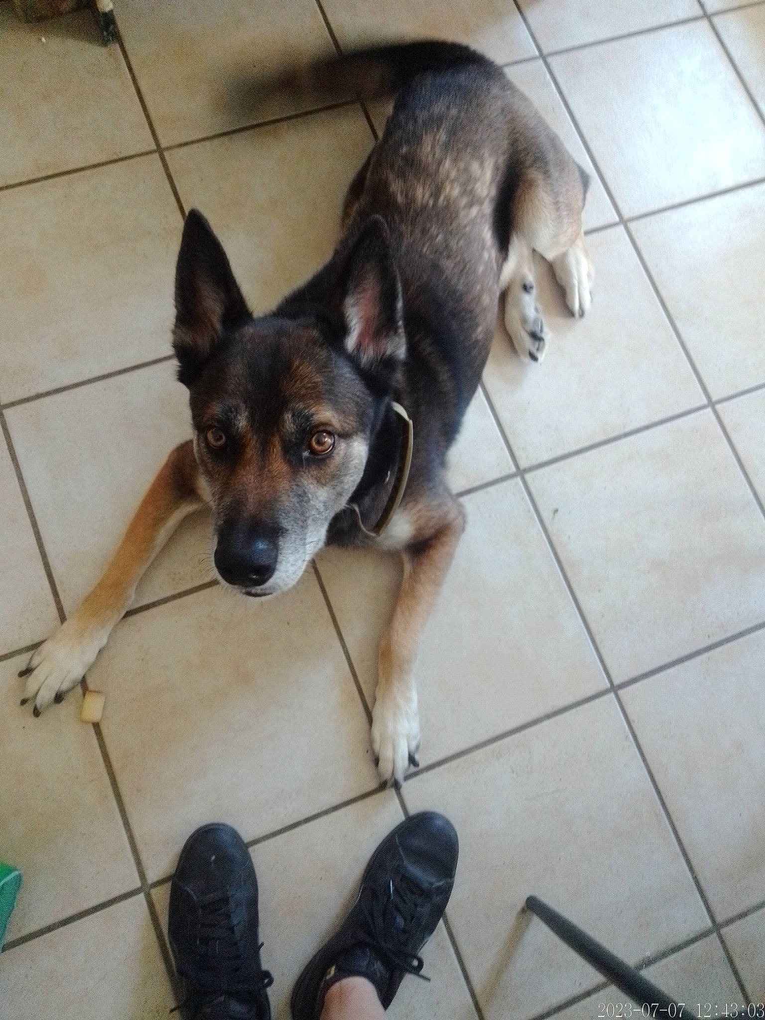 Sisko participe au concours pour gagner de l'argent avec cette photo : canidae, carnivore, companion_dog, dog, dog_breed, dog_supply, fawn, floor, flooring, foot, fur, paw, pet_supply, sporting_group, tail, terrestrial_animal, tile, tile_flooring, working_animal, working_dog