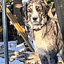 dog, canine, pet, merle, merle_coat, snow, winter, outdoor, backyard, fence, wooden_beam, ladder, collar, portrait, close_up, fur, ears, nose, eyes, sunlight