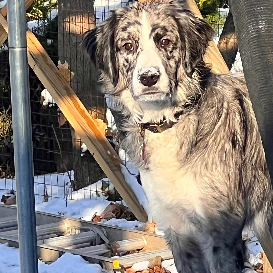 Atlas joined the competition — help win amazing prizes! backyard, canine, close_up, collar, dog, ears, eyes, fence, fur, ladder, merle, merle_coat, nose, outdoor, pet, portrait, snow, sunlight, winter, wooden_beam