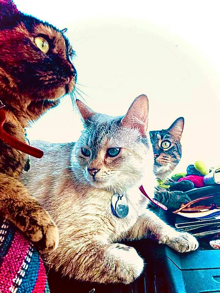 Terrapin joined the competition — help win amazing prizes! art, blue, carnivore, cat, domestic_short_haired_cat, fawn, felidae, fur, happy, illustration, organism, paint, painting, paw, small_to_medium_sized_cats, snout, tail, toy, watercolor_paint, whiskers