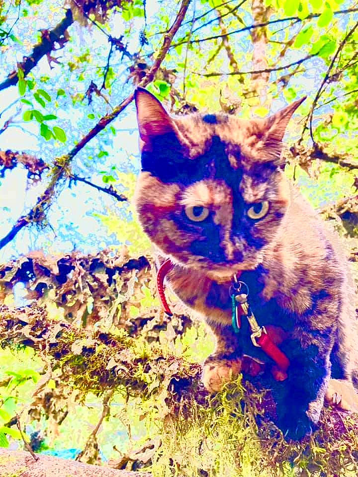 Terrapin joined the competition — help win amazing prizes! branch, carnivore, cat, domestic_short_haired_cat, electric_blue, felidae, fur, grass, organism, people_in_nature, plant, small_to_medium_sized_cats, tail, terrestrial_animal, tree, trunk, twig, whiskers, wildlife