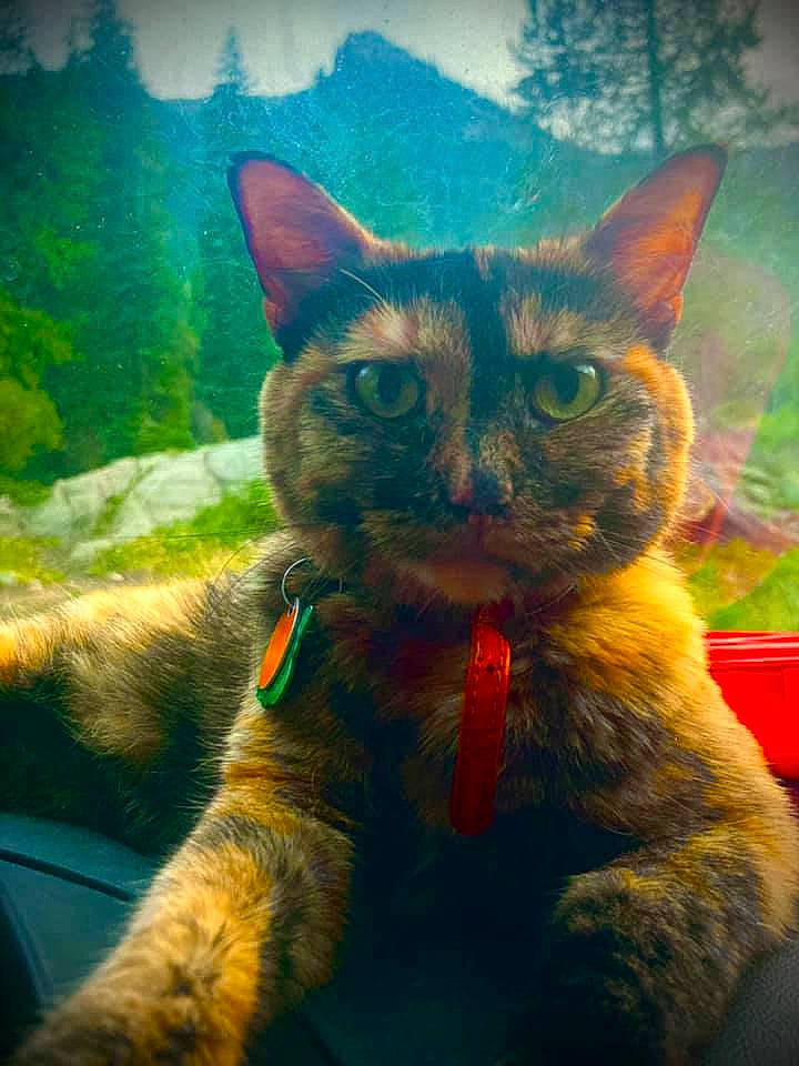 Terrapin is registered to the contest to win money with this photo: art, carnivore, cat, domestic_short_haired_cat, electric_blue, felidae, fur, grass, morning, organism, paint, plant, small_to_medium_sized_cats, snout, tail, terrestrial_animal, tree, visual_arts, whiskers, wildlife