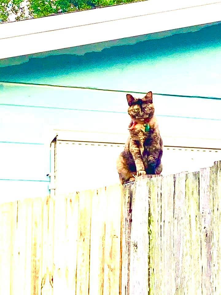 Terrapin is registered to the contest to win money with this photo: carnivore, cat, domestic_short_haired_cat, electric_blue, fawn, felidae, fence, grass, hardwood, home_fencing, plant, rectangle, small_to_medium_sized_cats, tail, tints_and_shades, tree, whiskers, window, wood, wood_stain