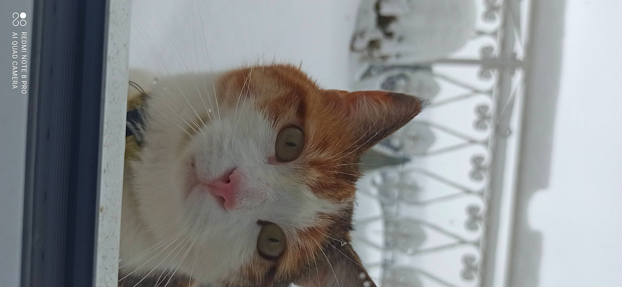 Padmée a rejoint le concours — aidez-le/la à gagner de superbes lots ! animal_shelter, carnivore, cat, domestic_short_haired_cat, felidae, fur, paw, small_to_medium_sized_cats, snout, tail, whiskers, window, wood