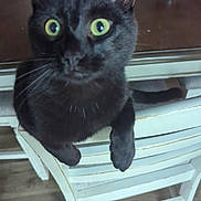 Kitkat joined the competition — help win amazing prizes! animal, black_cat, cat, chair, claws, close_up, cozy, curious, domestic, feline, fur, green_eyes, household_items, indoor, living_room, looking_up, pet, table, whiskers, wooden_chair