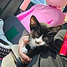 cat, tuxedo_cat, black_and_white, pet, animal, whiskers, green_eyes, sitting, being_held, person, hand, car, vehicle_interior, pink, costume, knit_mask, seatbelt, sunlight, close_up, portrait