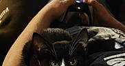 Prettygorl joined the competition — help win amazing prizes! cat, tuxedo_cat, kitten, pet, animal, face, whiskers, green_eyes, black_and_white, furry, indoors, lap, gaming, game_controller, gamer, couch, blanket, relaxed, portrait, close_up