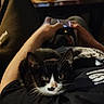 cat, tuxedo_cat, kitten, pet, animal, face, whiskers, green_eyes, black_and_white, furry, indoors, lap, gaming, game_controller, gamer, couch, blanket, relaxed, portrait, close_up