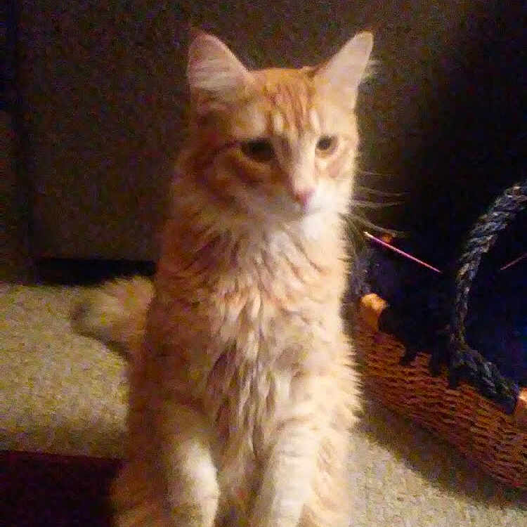 Rascal