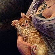 Mr. Snickernoodledoodle is registered to the contest to win money with this photo: carnivoran, cat, cat_like_mammal, kitten, mammal, small_to_medium_sized_cats, whiskers