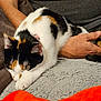 cat, calico_cat, sleeping, blanket, hand, tail, fur, cozy, resting, indoor, pet, animal, closeup, soft_texture, comfort, relaxation, human, paw, cuddle, warmth