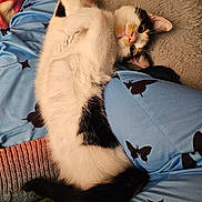 Luna joined the competition — help win amazing prizes! cat, black_and_white, lap, pajamas, butterfly_pattern, relaxed, cozy, curious, indoor, person, soft_texture, fur, pink_nose, whiskers, animal, pet, resting, cuddly, cute, home