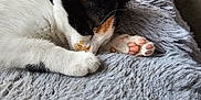 Luna is registered to the contest to win money with this photo: cat, calico_cat, sleeping, paw, pink_paw_pads, fluffy_blanket, gray_blanket, indoor, cozy, pet, fur, whiskers, relaxing, close_up, animal, cute, resting, domestic_cat, collar, nap