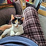 Luna is registered to the contest to win money with this photo: kitten, cat, calico, pet, lap, plaid_pants, person, indoor, couch, pillow, carpet, tattoo, relaxing, feline, animal, home, cozy, resting, fur, cute