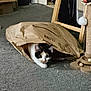 cat, calico_cat, paper_bag, amazon, indoor, carpet, scratching_post, curious, pet, animal, hiding, playing, feline, whiskers, ears, paws, wooden_frame, toy, floor, home