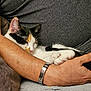 cat, calico, sleeping, arm, human_hand, person, resting, cozy, furry, pet, domestic_animal, comfort, relaxation, close_up, indoor, soft_texture, fur, clothing, watch, skin