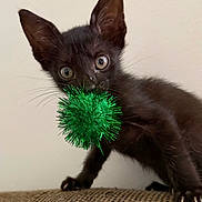 Mogwai is registered to the contest to win money with this photo: black_cat, kitten, feline, pet, animal, green_toy, pom_pom, glitter, playful, curious, large_ears, whiskers, green_eyes, close_up, portrait, indoors, couch, brown_fabric, sitting, adorable