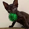 black_cat, kitten, feline, pet, animal, green_toy, pom_pom, glitter, playful, curious, large_ears, whiskers, green_eyes, close_up, portrait, indoors, couch, brown_fabric, sitting, adorable