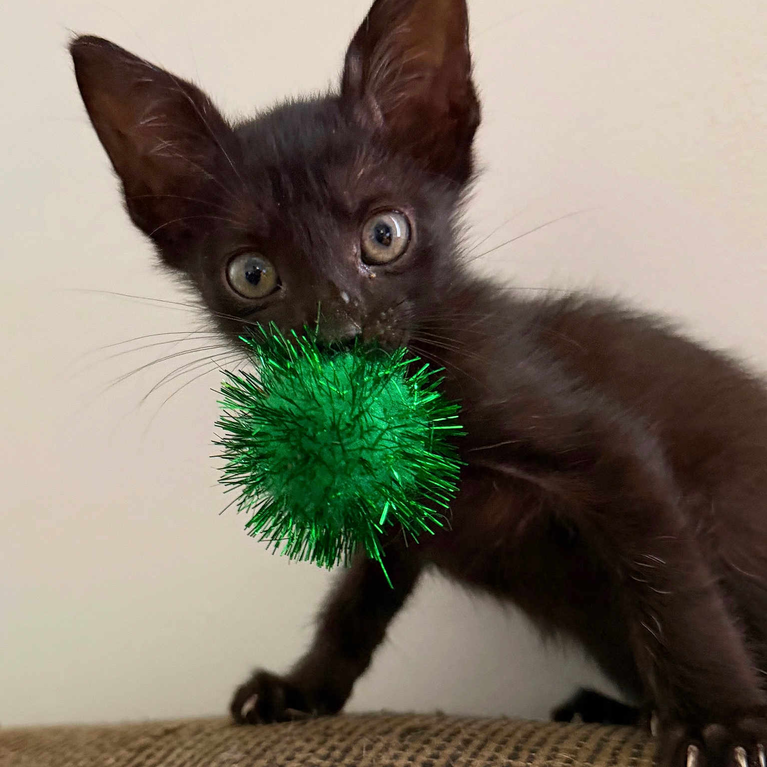 Mogwai
