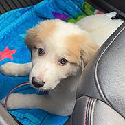 Maya joined the competition — help win amazing prizes! puppy, dog, canine, white_fur, tan_fur, brown_eyes, floppy_ears, black_nose, animal, pet, car, back_seat, blanket, blue_blanket, stars, interior, vehicle, portrait, lying_down, cute