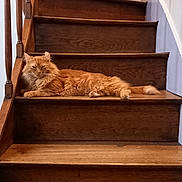 Crevette a rejoint le concours — aidez-le/la à gagner de superbes lots ! cat, orange_cat, stairs, wooden_stairs, indoor, relaxed, fluffy, pet, animal, sleepy, resting, home, cozy, feline, paw, tail, wood, railing, quiet, domestic