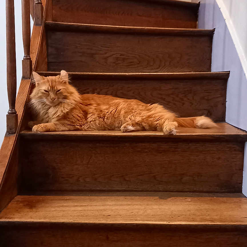 Crevette a rejoint le concours — aidez-le/la à gagner de superbes lots ! animal, cat, cozy, domestic, feline, fluffy, home, indoor, orange_cat, paw, pet, quiet, railing, relaxed, resting, sleepy, stairs, tail, wood, wooden_stairs