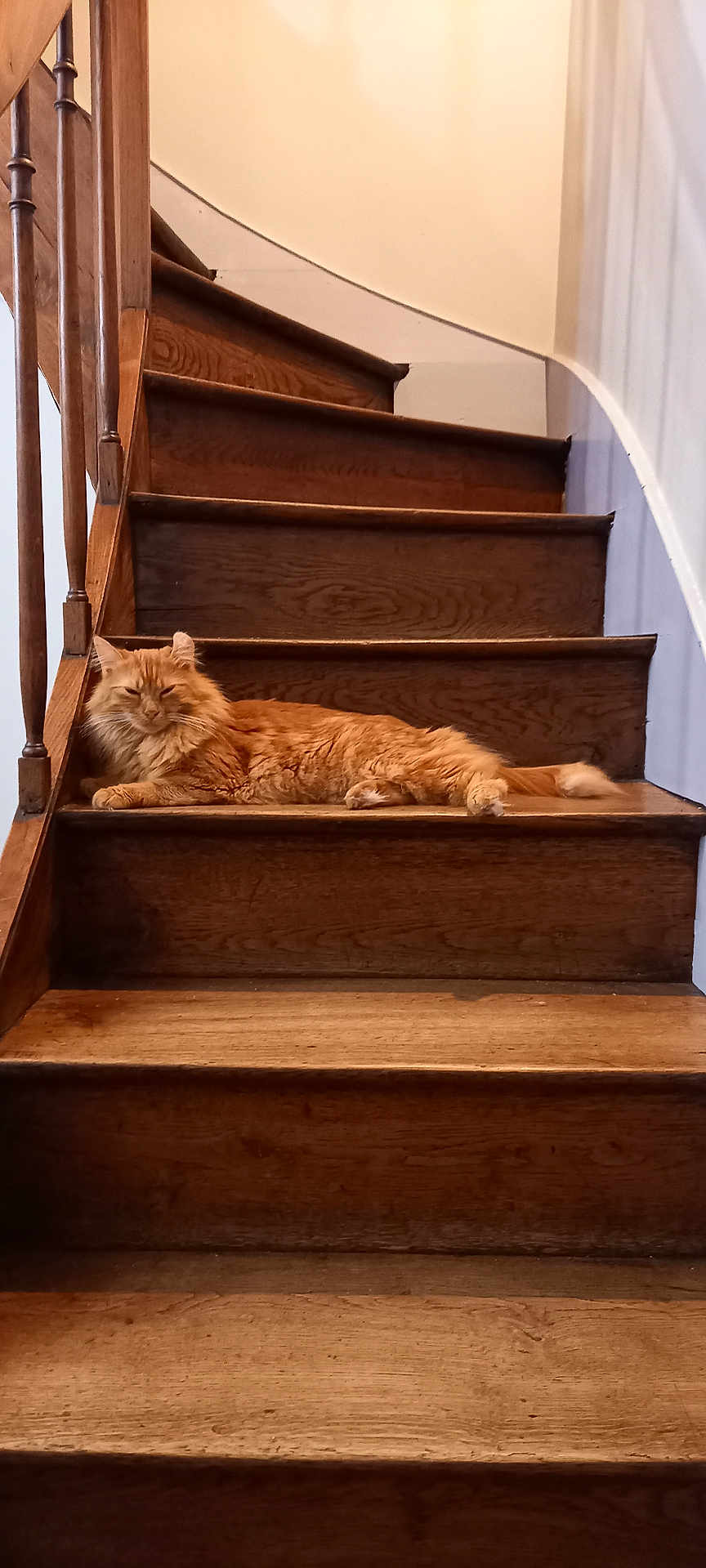 Crevette a rejoint le concours — aidez-le/la à gagner de superbes lots ! cat, orange_cat, stairs, wooden_stairs, indoor, relaxed, fluffy, pet, animal, sleepy, resting, home, cozy, feline, paw, tail, wood, railing, quiet, domestic