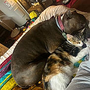 Miss Kitty Kruger is registered to the contest to win money with this photo: dog, cat, sleeping, snuggling, blanket, indoor, pet, calico_cat, brown_dog, collar, furniture, food_bowl, pet_supplies, home, cozy, resting, animal, companion, cute, relaxed