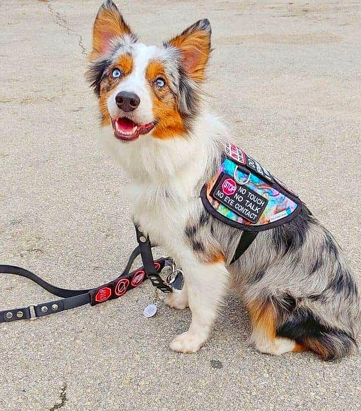 Biscuit joined the competition — help win amazing prizes! canidae, carnivore, collar, companion_dog, dog, dog_breed, dog_collar, dog_supply, fur, herding_dog, leash, mammal, pet_supply, snout, sporting_group, tail, tongue, vertebrate, whiskers, working_animal