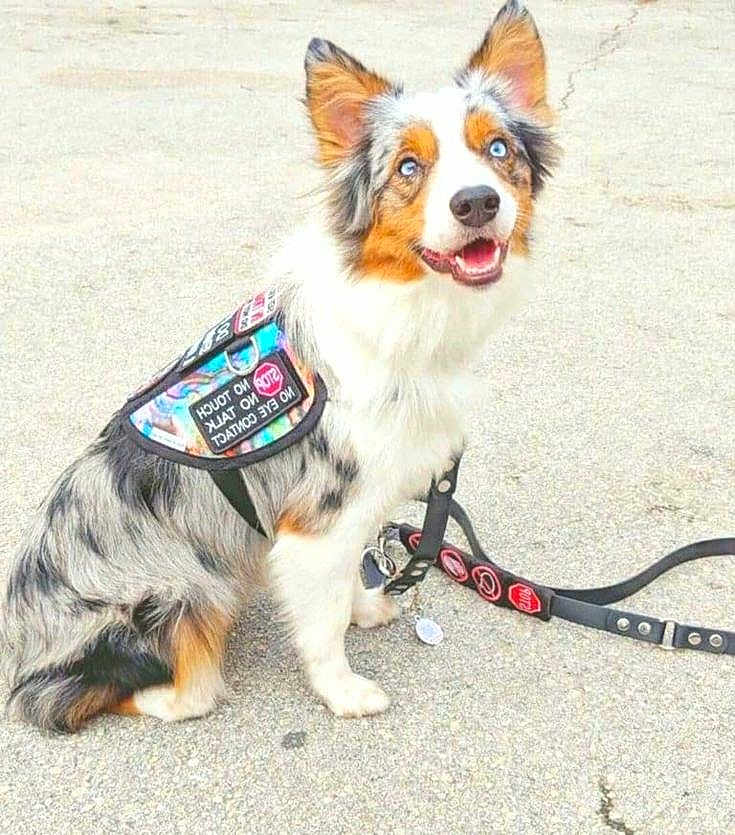 Biscuit