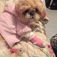 Princess is registered to the contest to win money with this photo: